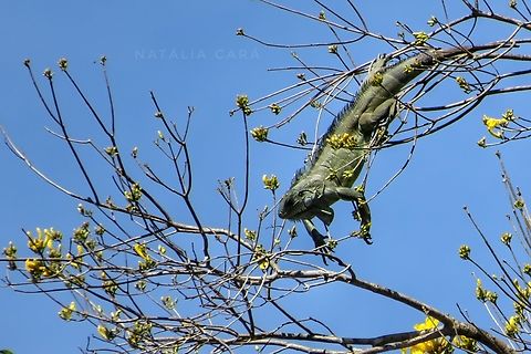 Green Iguana (Iguana iguana)  Brazil,Geotagged,Green iguana,Iguana iguana,Summer,Winter