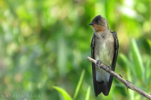 Southern Rough-winged Swallow (Stelgidopteryx ruficollis)  Brazil,Geotagged,Southern rough-winged swallow,Stelgidopteryx ruficollis,Winter