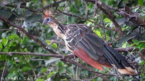 Hoatzin (Opisthocomus hoazin)  Brazil,Geotagged,Hoatzin,Opisthocomus hoazin,Winter