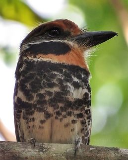 Spotted Puffbird (Bucco tamatia tamatia)  Brazil,Bucco tamatia,Geotagged,Spotted puffbird,Winter
