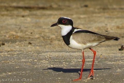 Pied Lapwing (Vanellus cayanus)  Brazil,Geotagged,Pied Lapwing,Vanellus cayanus,Winter