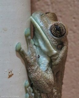 Veined Treefrog (Trachycephalus typhonius)  Brazil,Fall,Geotagged,Trachycephalus typhonius,Veined Treefrog