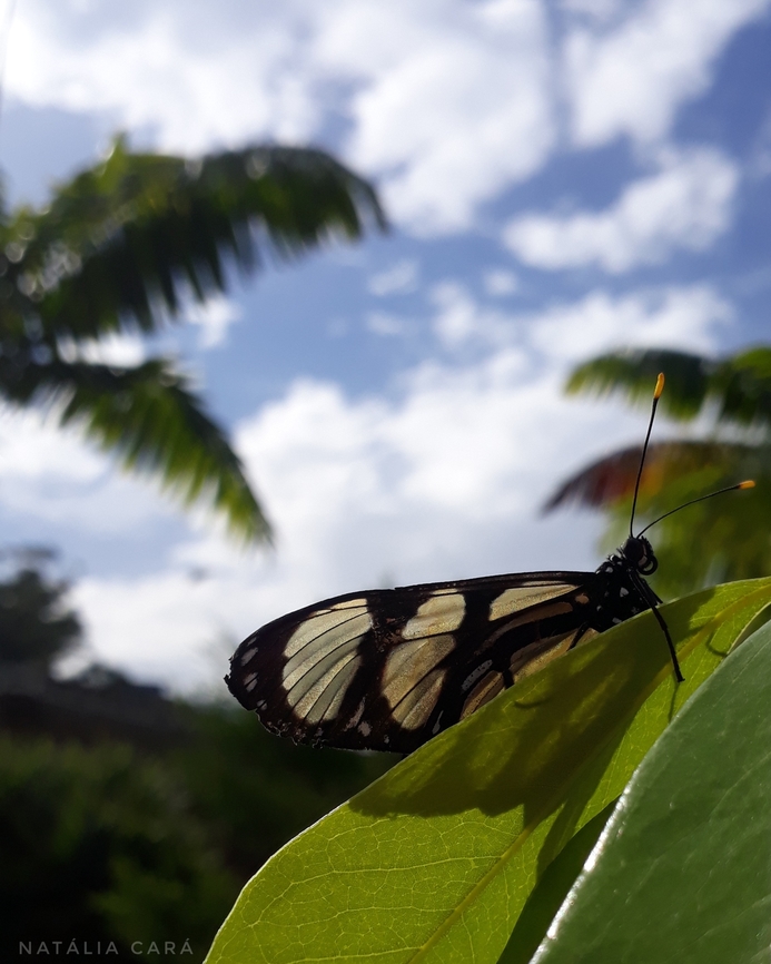 Melantho Tigerwing (Thyridia psidii)  Brazil,Fall,Geotagged,Melantho tigerwing,Thyridia psidii