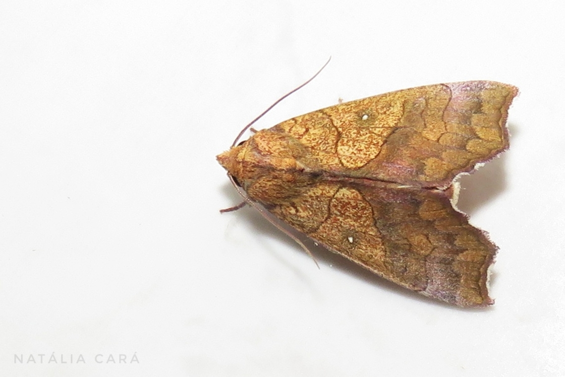Yellow Scallop Moth (Anomis erosa)  Anomis erosa,Brazil,Fall,Geotagged