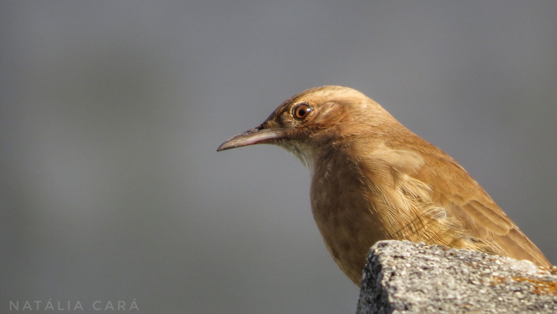 Rufous Hornero (Furnarius rufus)  Brazil,Fall,Furnarius rufus,Geotagged,Rufous hornero