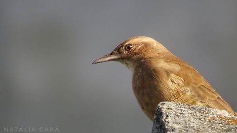 Rufous Hornero (Furnarius rufus)  Brazil,Fall,Furnarius rufus,Geotagged,Rufous hornero