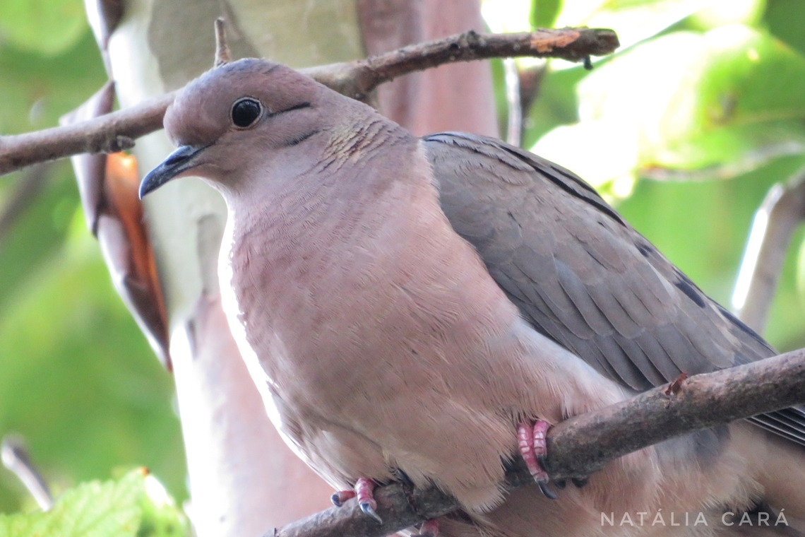 Eared Dove (Zenaida auriculata)  Brazil,Eared dove,Fall,Geotagged,Zenaida auriculata
