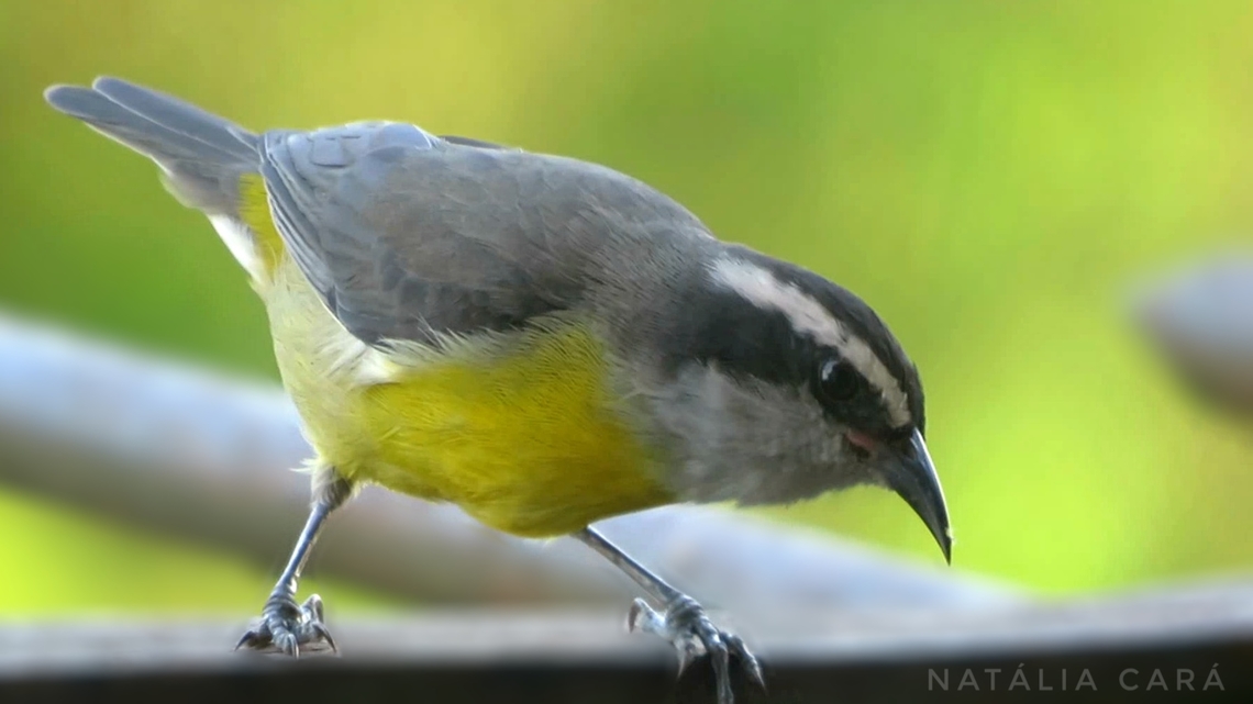 Bananaquit (Coereba flaveola)  Bananaquit,Brazil,Coereba flaveola,Geotagged