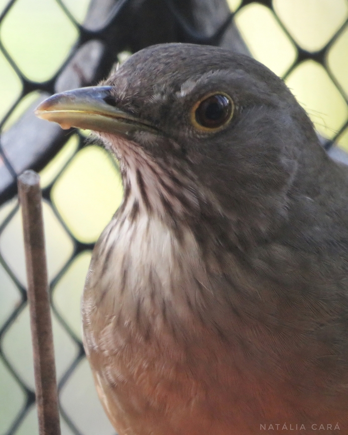 Rufous-bellied Thrush (Turdus rufiventris)  Brazil,Fall,Geotagged,Rufous-bellied Thrush,Turdus rufiventris