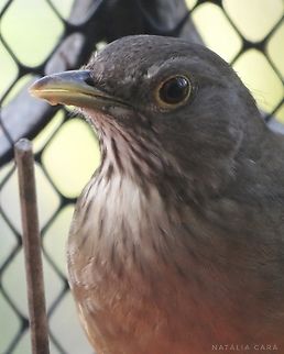 Rufous-bellied Thrush (Turdus rufiventris)  Brazil,Fall,Geotagged,Rufous-bellied Thrush,Turdus rufiventris