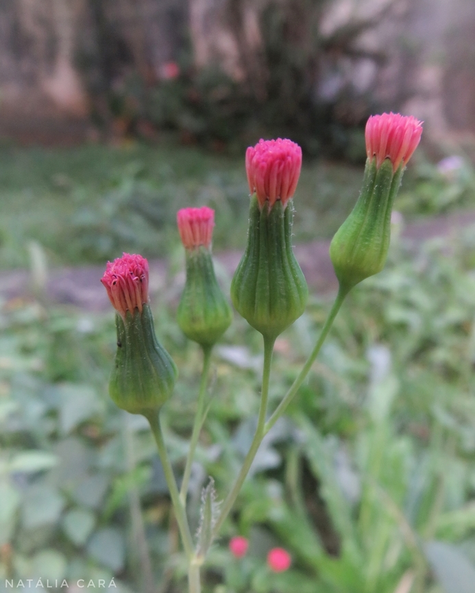 Lilac Tasselflower (Emilia sonchifolia)  Brazil,Emilia sonchifolia,Fall,Geotagged,Lilac Tasselflower