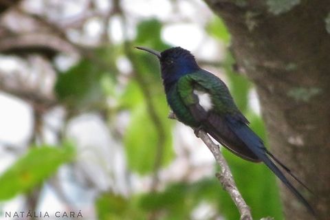 Swallow-tailed Hummingbird (Eupetomena macroura)  Brazil,Eupetomena macroura,Fall,Geotagged,Swallow-tailed hummingbird
