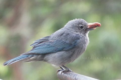 Sayaca tanager