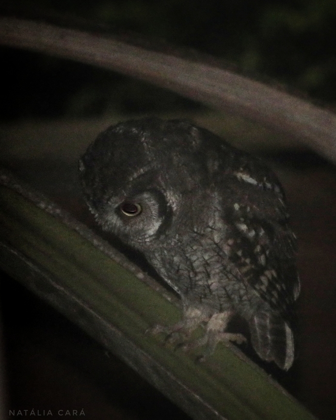 Tropical Screech-Owl (Megascops choliba)  Brazil,Fall,Geotagged,Megascops choliba,Tropical screech owl