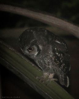 Tropical Screech-Owl (Megascops choliba) Brazil,Fall,Geotagged,Megascops choliba,Tropical screech owl