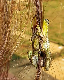 Red-snouted Treefrog (Scinax ruber)  Geotagged,Peru,Red Snouted Tree Frog,Scinax ruber,Summer