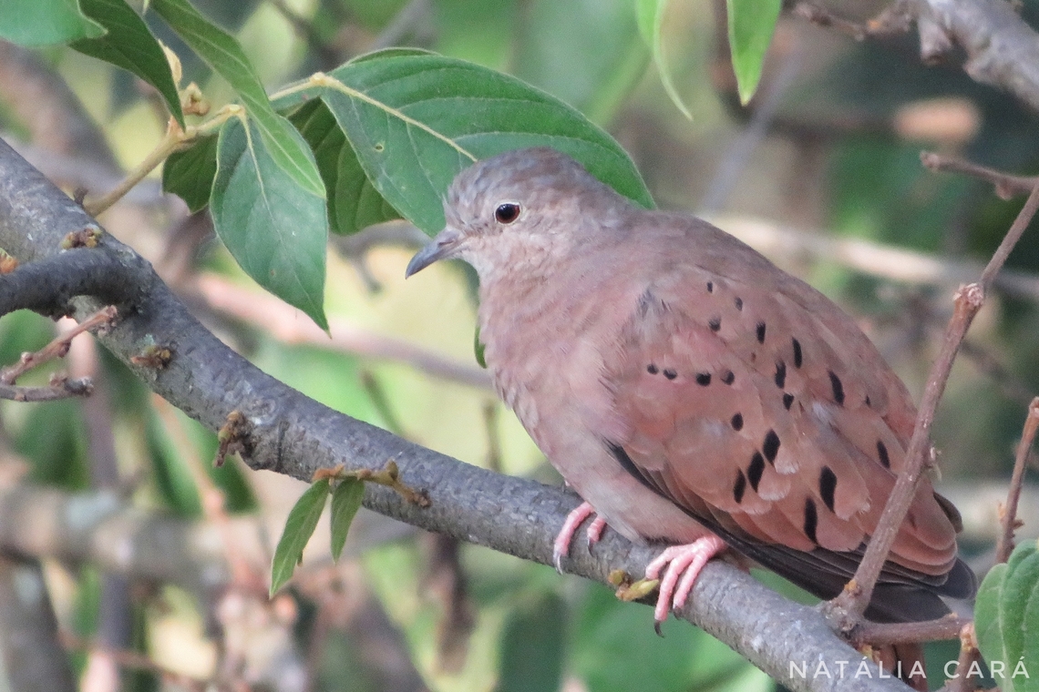 Ruddy Ground Dove (Columbina talpacoti)  Brazil,Columbina talpacoti,Fall,Geotagged,Ruddy ground dove