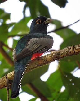 Male Blue-crowned Trogon (Trogon curucui)  Blue-crowned Trogon,Brazil,Geotagged,Trogon curucui,Winter