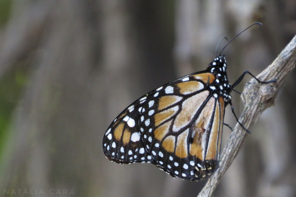 Southern Monarch (Danaus erippus)  Brazil,Danaus erippus,Geotagged,Southern monarch,Winter