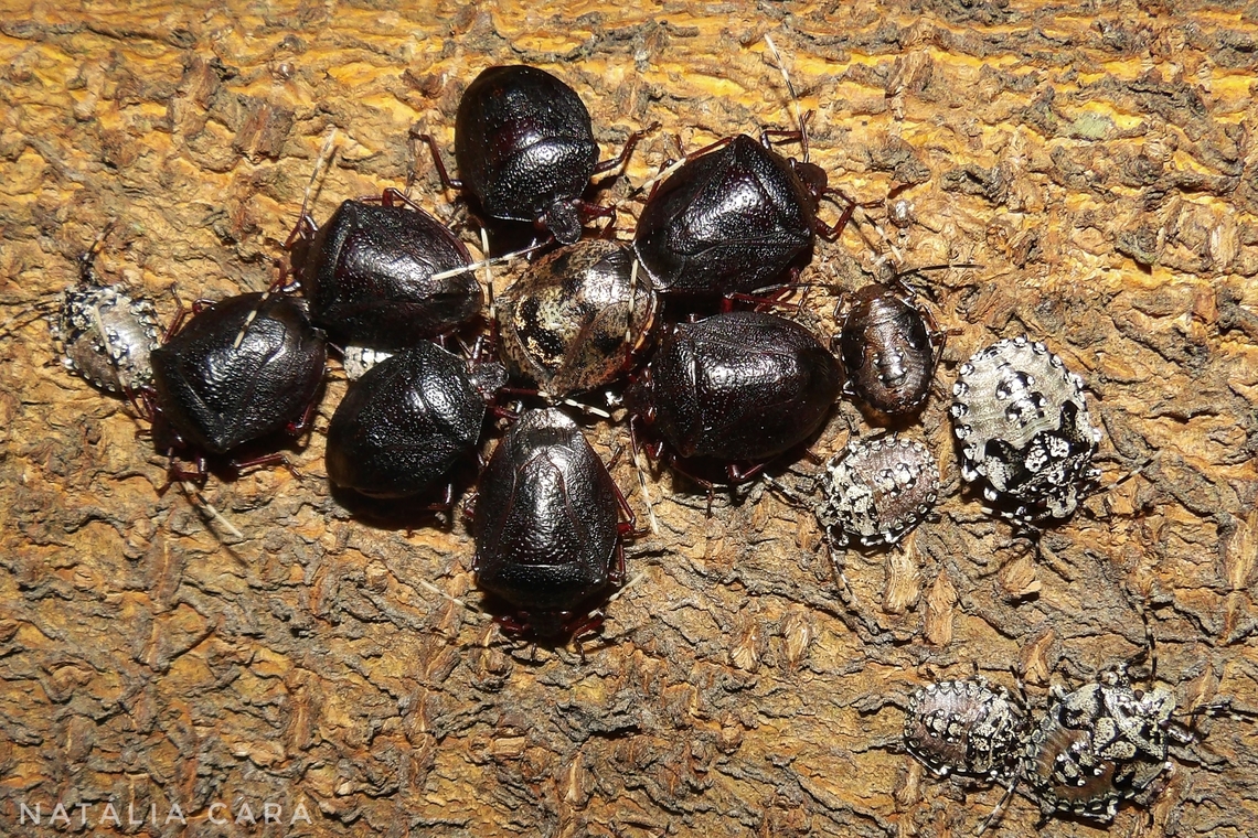Shield Bug (Antiteuchus mixtus)  Antiteuchus mixtus,Brazil,Fall,Geotagged