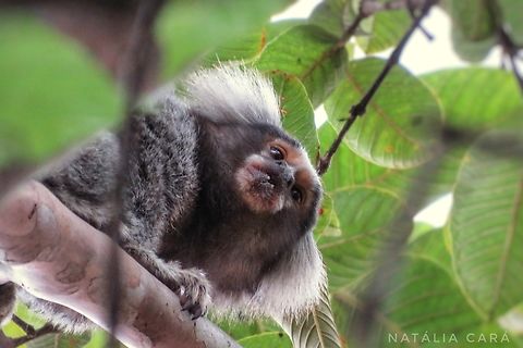 White-tufted Marmoset (Callithrix jacchus)  Brazil,Callithrix jacchus,Common marmoset,Fall,Geotagged