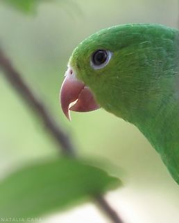 Plain Parakeet (Brotogeris tirica)  Brazil,Brotogeris tirica,Fall,Geotagged,Plain parakeet