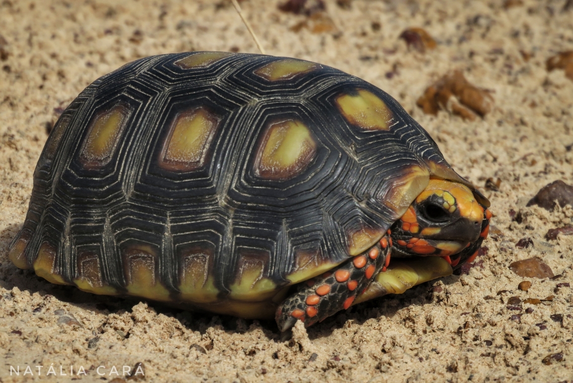 Red-footed Tortoise (Chelonoidis carbonarius)  Brazil,Chelonoidis carbonaria,Chelonoidis carbonarius,Geotagged,Red-footed tortoise,Winter
