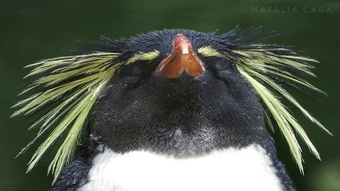 Rescued Northern Rockhopper (Eudyptes moseleyi)  Eudyptes moseleyi,Geotagged,Northern rockhopper penguin,South Africa,Summer