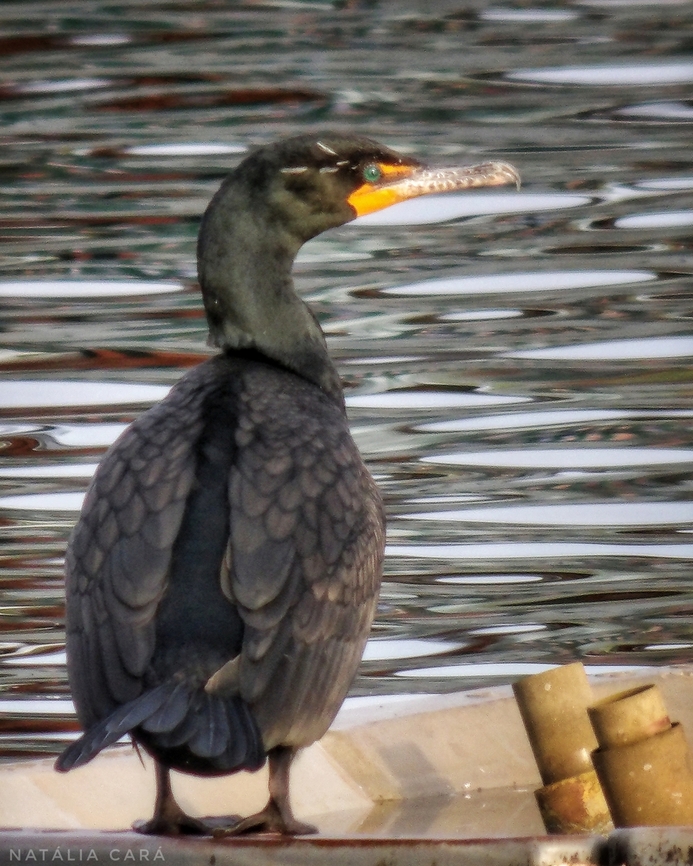 Double-crested Cormorant (Nannopterum auritum)  Double-crested cormorant,Geotagged,Nannopterum auritum,Phalacrocorax auritus,Spring,United States