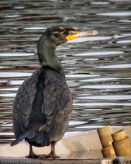 Double-crested Cormorant (Nannopterum auritum)  Double-crested cormorant,Geotagged,Nannopterum auritum,Phalacrocorax auritus,Spring,United States