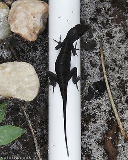 Brown Anole (Anolis sagrei)  Anolis sagrei,Brown anole,Geotagged,Spring,United States