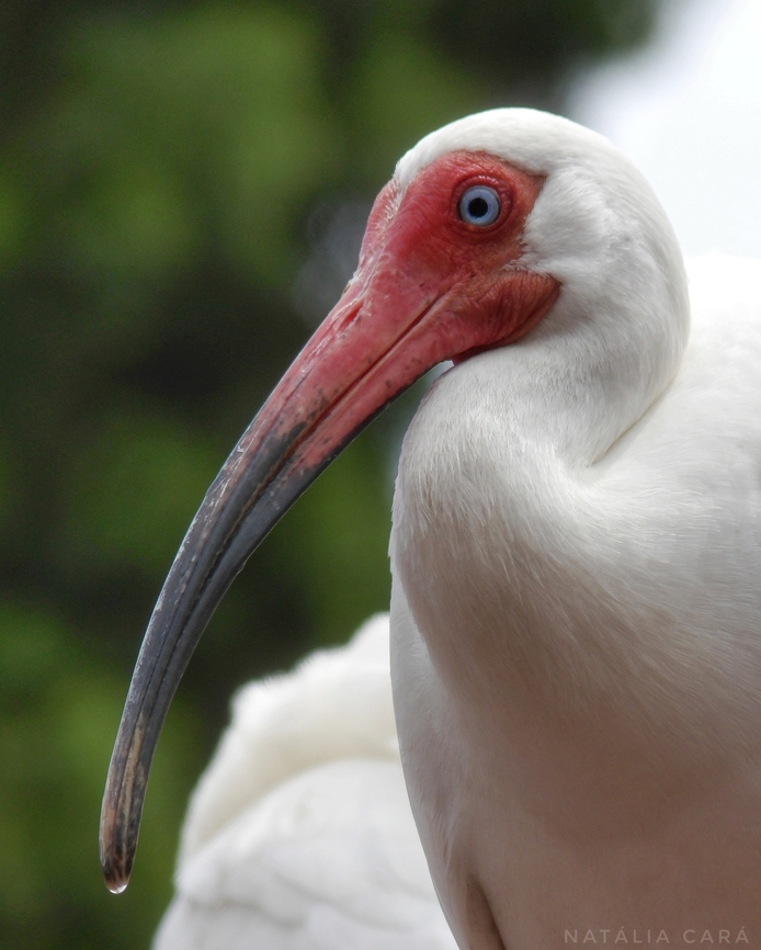 American White Ibis (Eudocimus albus)  American White Ibis,Eudocimus albus,Geotagged,Spring,United States