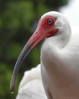American White Ibis (Eudocimus albus)  American White Ibis,Eudocimus albus,Geotagged,Spring,United States