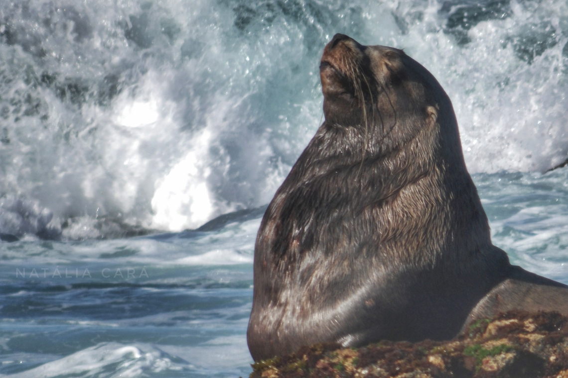 Male Steller Sea Lion (Eumetopias jubatus) Photo taken while conducting research on the Farallones. Eumetopias jubatus,Geotagged,Steller sea lion,United States,Winter