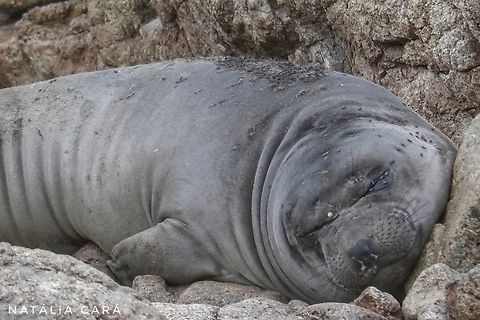 Northern Elephant Seal weaner (Mirounga angustirostris) Photo taken while conducting research on the Farallones. Geotagged,Mirounga angustirostris,Northern elephant seal,United States,Winter