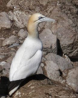 The one and only Northern Gannet (Morus bassanus) in the Pacific Ocean Photo taken while conducting research on the Farallones. Geotagged,Morus bassanus,Northern Gannet,United States,Winter