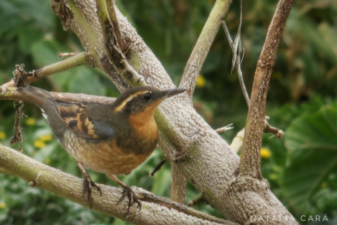 Varied Thrush (Ixoreus naevius) Photo taken while conducting research on the Farallones. Geotagged,Ixoreus naevius,United States,Varied thrush,Winter