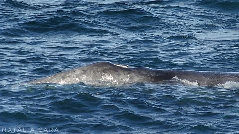 Gray Whale (Eschrictius robustus) Photo taken while conducting research on the Farallones. Eschrichtius robustus,Geotagged,Gray whale,United States,Winter
