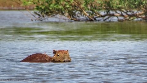 Capybara (Hydrochoerus hydrochaeris)  Brazil,Capybara,Geotagged,Hydrochoerus hydrochaeris,Winter
