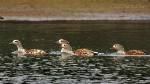 Orinoco Geese (Oressochen jubatus)  Brazil,Geotagged,Neochen jubata,Orinoco goose,Winter