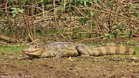 Spectacled Caiman (Caiman crocodilus)  Brazil,Caiman crocodilus,Geotagged,Spectacled caiman,Winter