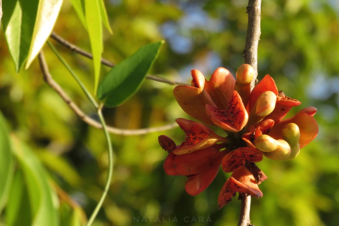 Monkey Pepper (Xylopia aromatica)  Brazil,Geotagged,Winter,Xylopia aromatica