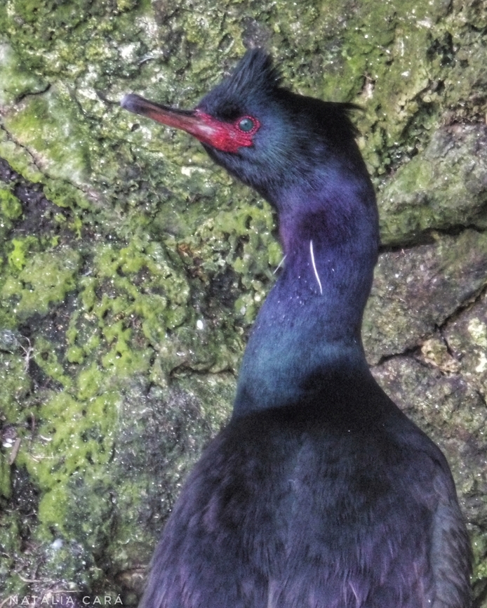 Pelagic Cormorant (Urile pelagicus) Photo taken while conducting research on the Farallones. Geotagged,Pelagic cormorant,United States,Urile pelagicus,Winter