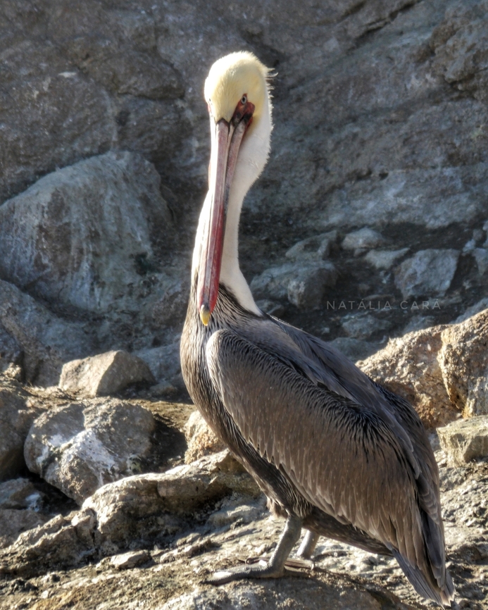 Brown Pelican (Pelecanus occidentalis) Photo taken while conducting research on the Farallones. Brown pelican,Fall,Geotagged,Pelecanus occidentalis,United States,Winter