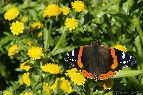 Red Admiral (Vanessa atalanta) Photo taken while conducting research on the Farallones. Geotagged,Red Admiral,United States,Vanessa atalanta,Winter