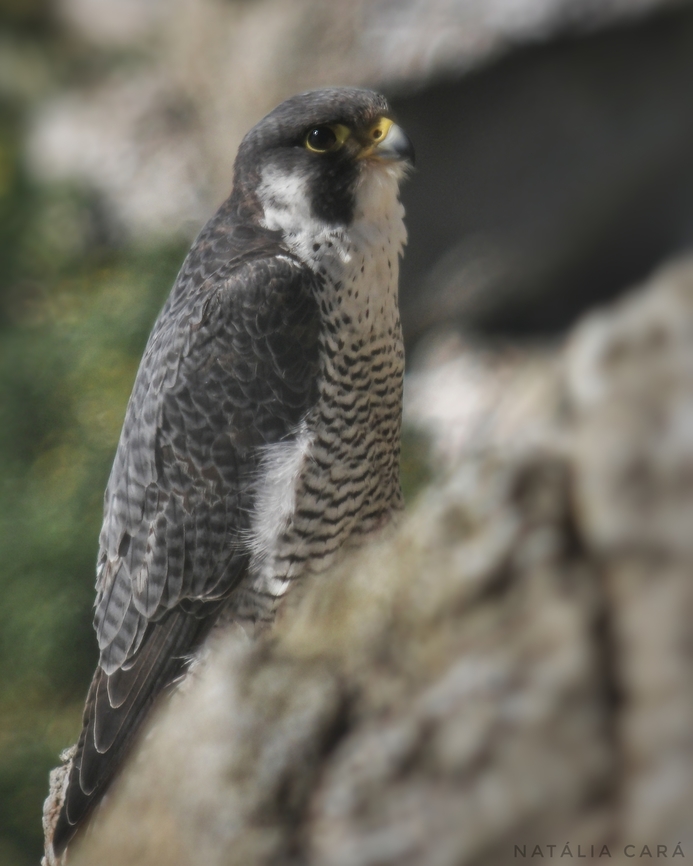 Peregrine Falcon (Falco peregrinus) Photo taken while conducting research on the Farallones. Falco peregrinus,Geotagged,Peregrine Falcon,United States,Winter