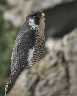 Peregrine Falcon (Falco peregrinus) Photo taken while conducting research on the Farallones. Falco peregrinus,Geotagged,Peregrine Falcon,United States,Winter