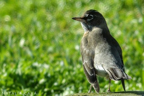 American Robin (Turdus migratorius) Photo taken while conducting research on the Farallones. American Robin,Fall,Geotagged,Turdus migratorius,United States