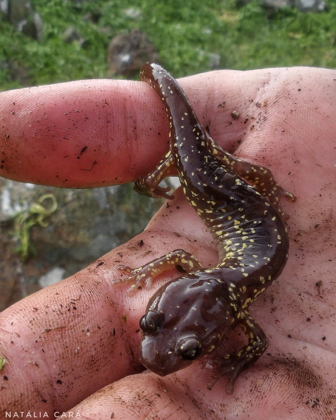 Arboreal Salamander (Aneides lugubris) Photo taken while conducting research on the Farallones. Aneides lugubris,Arboreal salamander,Geotagged,United States,Winter