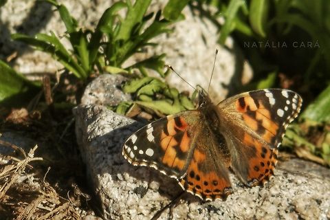 Painted Lady (Vanessa cardui) Photo taken while conducting research on the Farallones. Geotagged,Painted Lady,United States,Vanessa cardui,Winter
